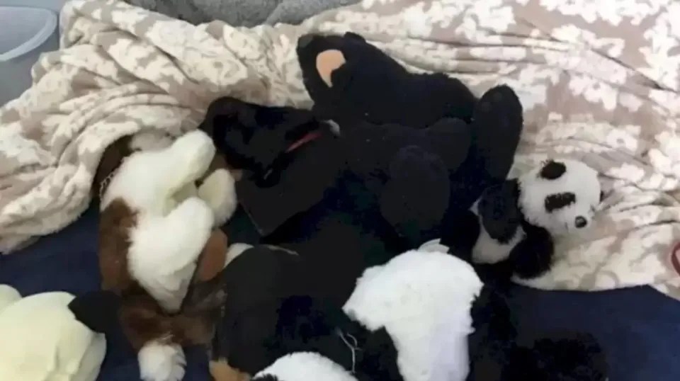 Try spotting the real dog hiding among stuffed animals in less than 10 seconds