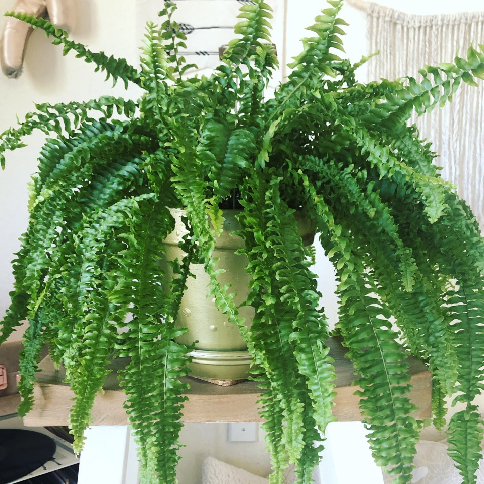 a fern plant in a green pot sits on a shelf