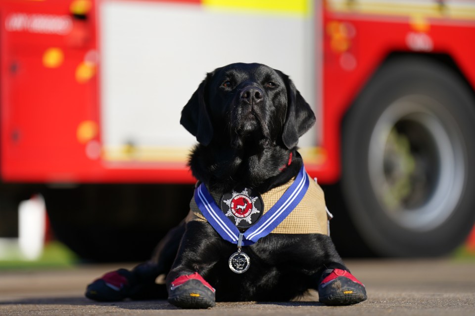 Black labrador Reqs has been awarded a top animal medal