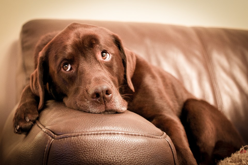 This week Sean helps a hungry labrador