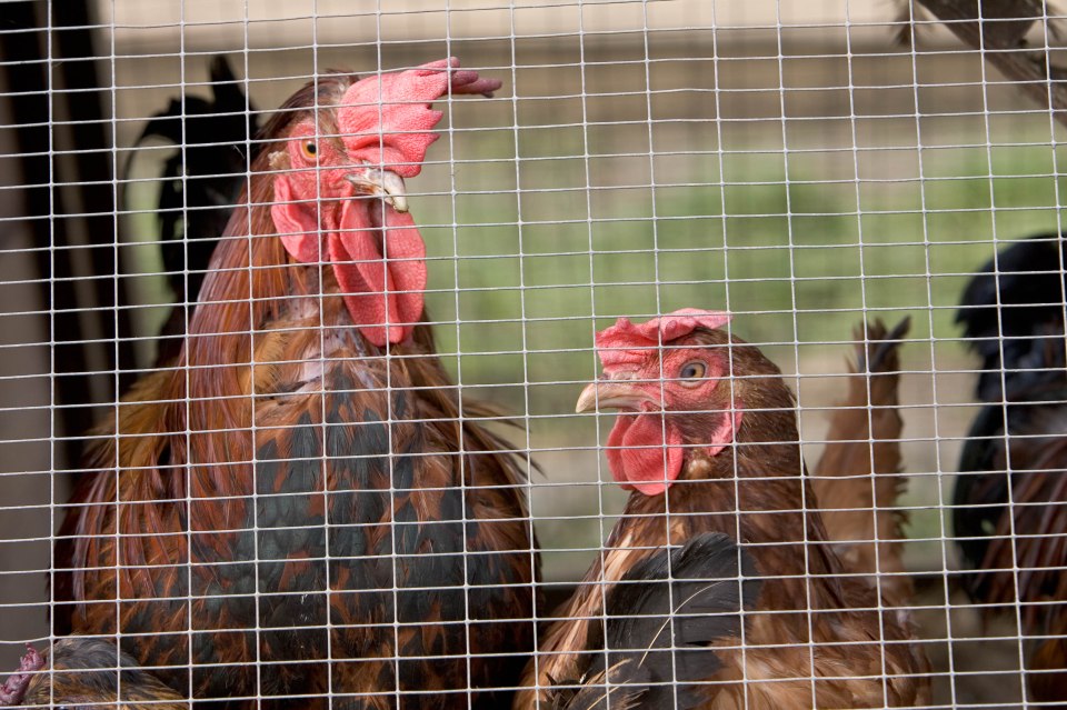 Bird flu has been rife in poultry for years but does not yet spread between people