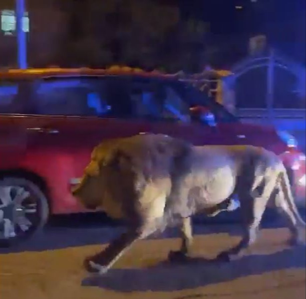 A terrified onlooker captured the lion prowling the streets as they hid in their car