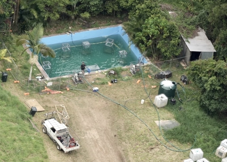 A huge pool has been dug into the jungle with eight cages