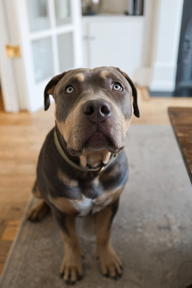 American XL Bully dog, Eddy, who is three-years-old