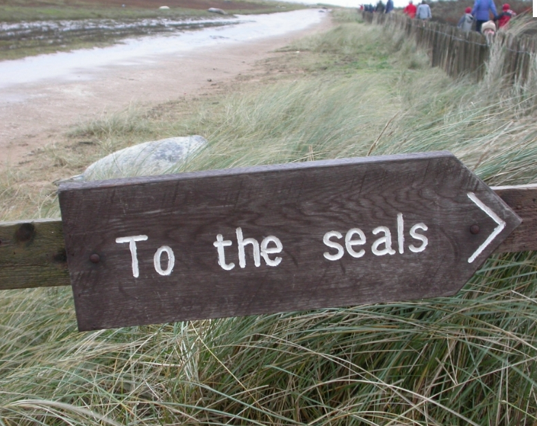 The seals can be spotted between November and December every year