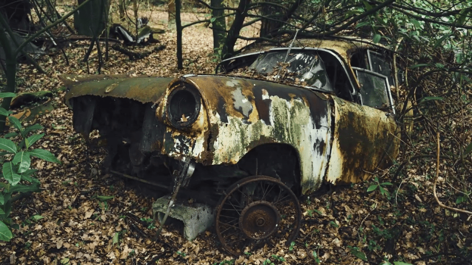 The cars had been 'reclaimed by nature'