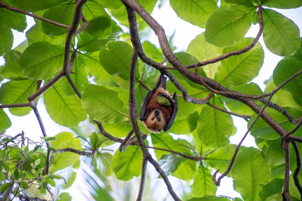 The tropical island is packed with quirky wild beasts, like these giant bats