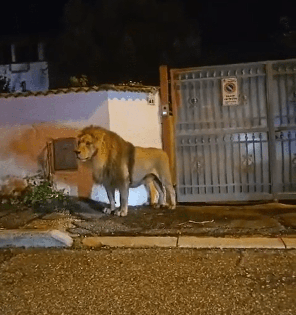 The lion prowled casually down residential streets