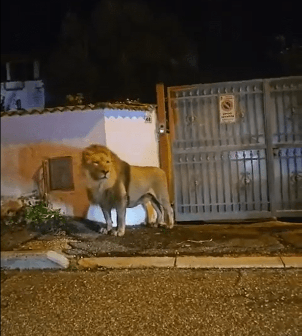 Police, vets and members of the circus all were chasing the lion last night