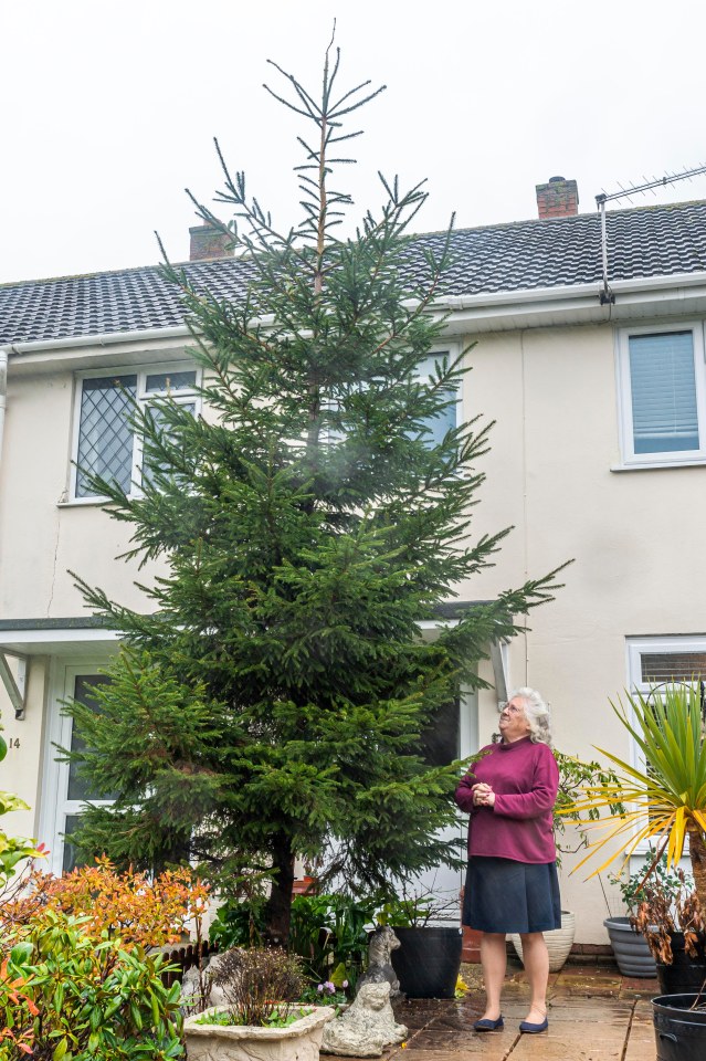 Nannette Stratton, 78, is looking for help cutting down her 25ft Christmas tree she got free from The Sun