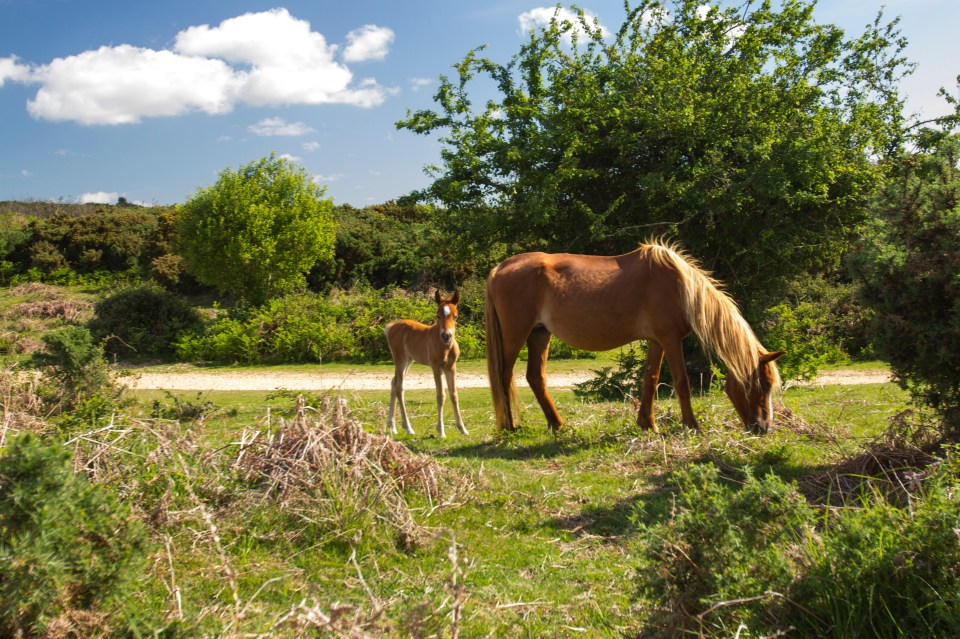 Make sure to swing by Wilverley Inclosure too. The picturesque plains were full of New Forest ponies, which the children were thrilled to watch wandering past