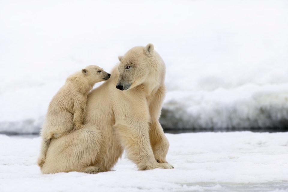 Polar bears have also been spotted on Svalbard