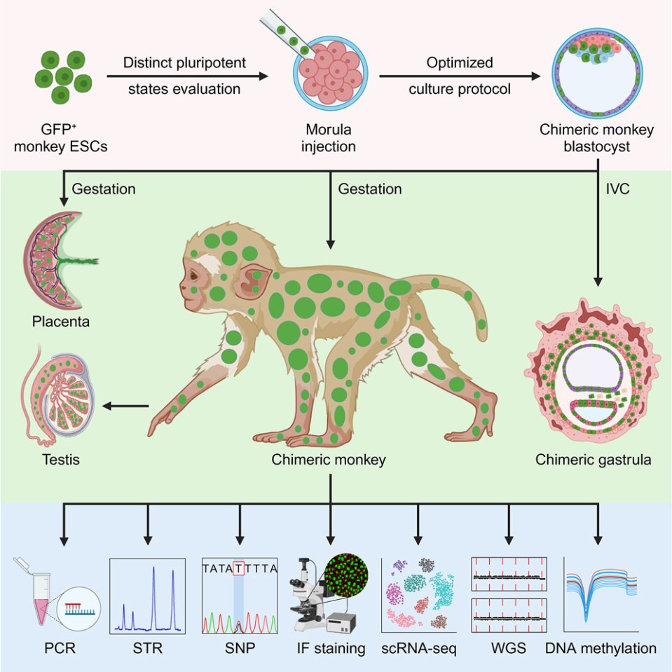 Scientists created it using stem cells from two embryos of long-tail macaques