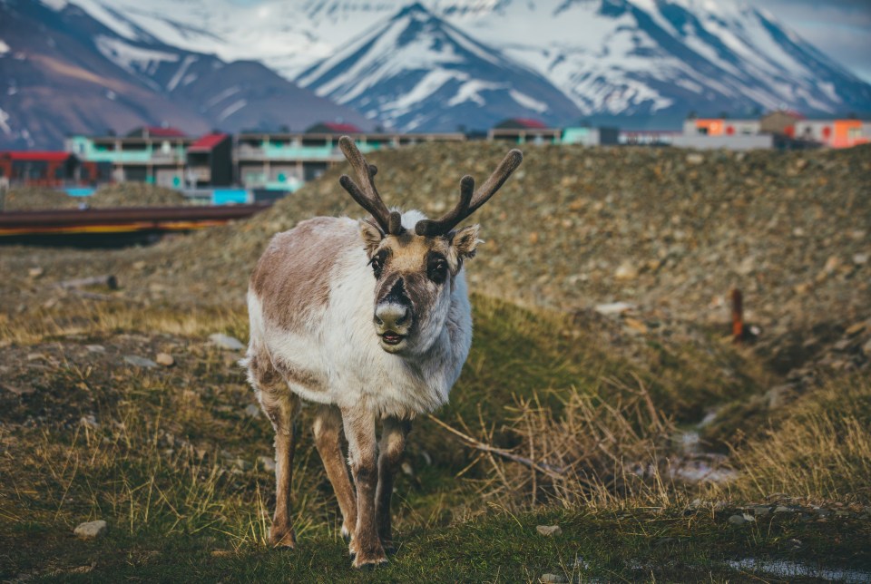 The island group is also home to plenty of wildlife, including polar bears, bearded seals, reindeer, arctic foxes, and other species of seal