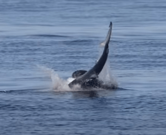 They could be seen thrashing about in the water during the three-minute long attack