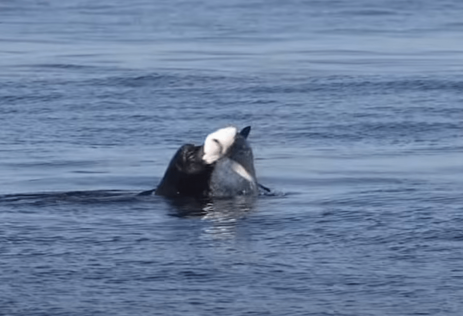 Shocking footage shows the sea lion ripping out a shark's throat