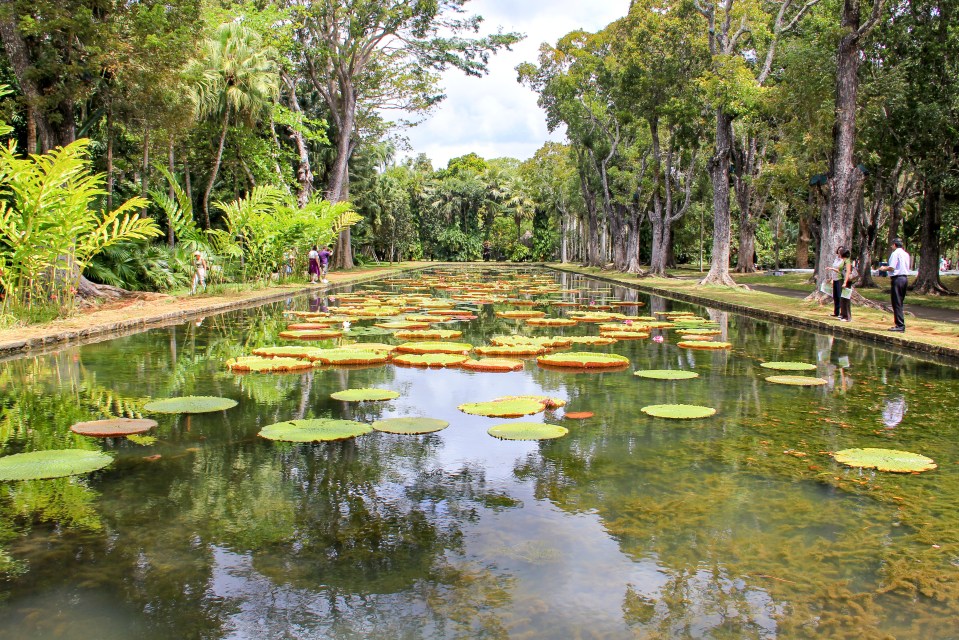 Bask in the green of Pamplemousses Botanic Gardens, with its incredible array of plants