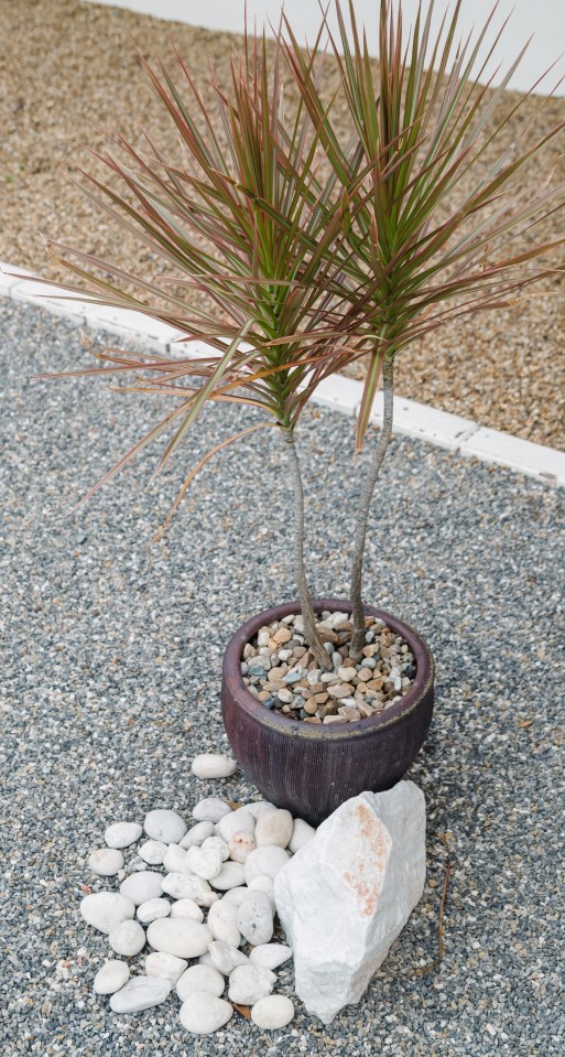 Do you have white rocks in your garden? You might inadvertently be sending out a very saucy sign