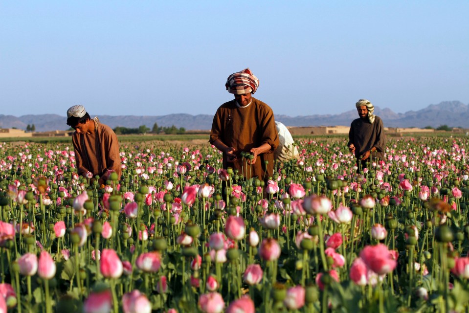 Opium poppy fields in Afghanistan have been banned by the Taliban