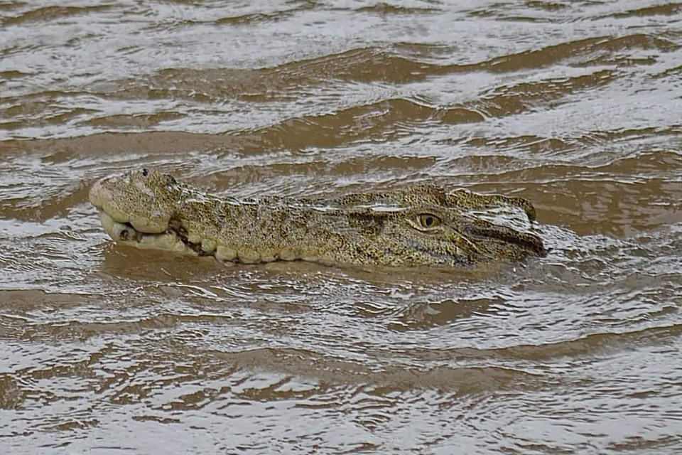 A 9ft saltwater crocodile was spotted in a swollen drain