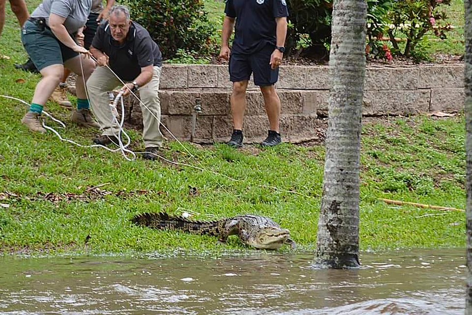 The 9ft croc was captured but at least a dozen others are still roaming Queensland