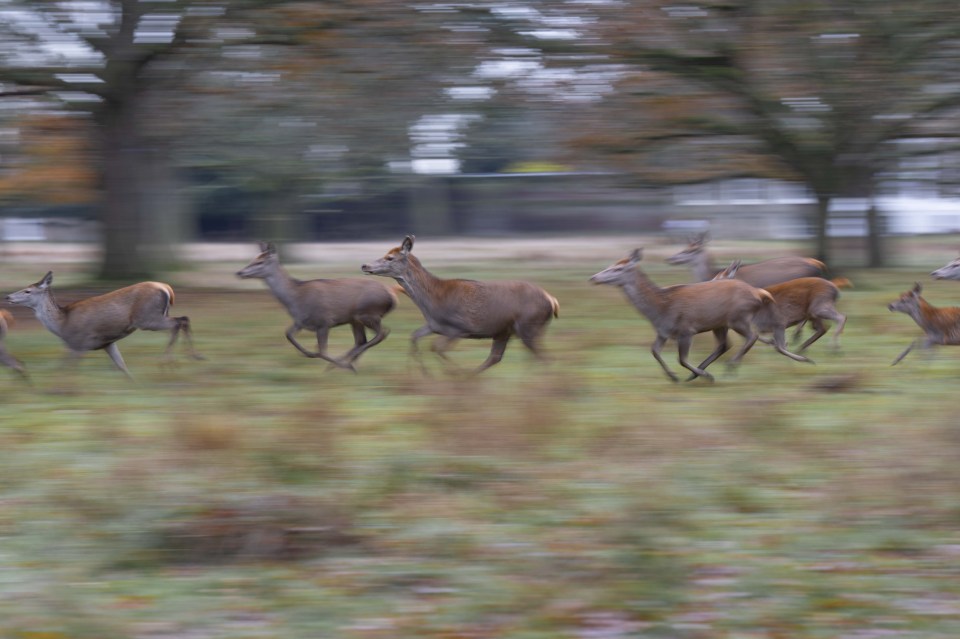 CWD can infect most wild and farmed deer species and has been spotted in the US, Canada and Norway