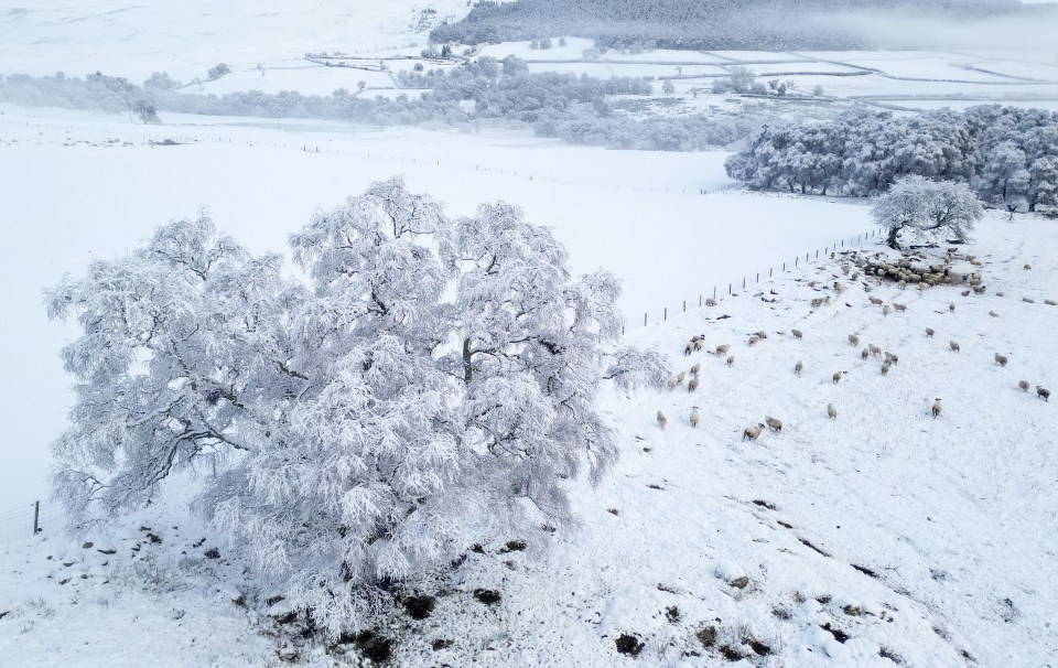 Fields in Grantown on Spey, Scotland were transformed into a winter wonderland today