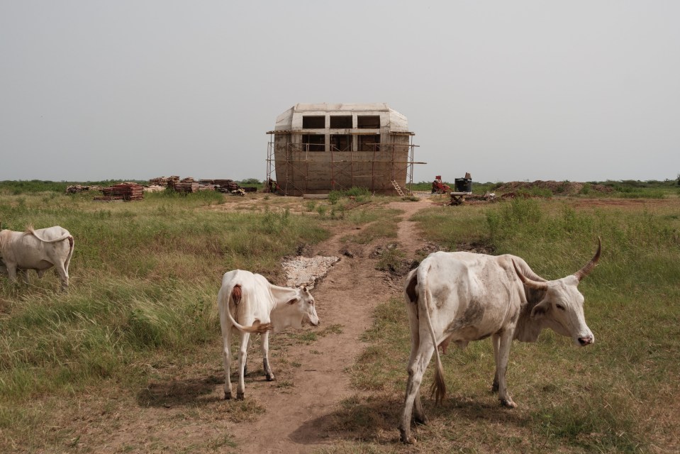 Cows roam the land where Akon's city is set to be built