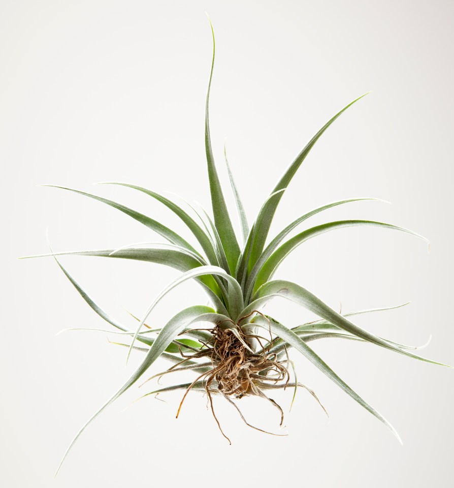 Green air plant with a white background in studio