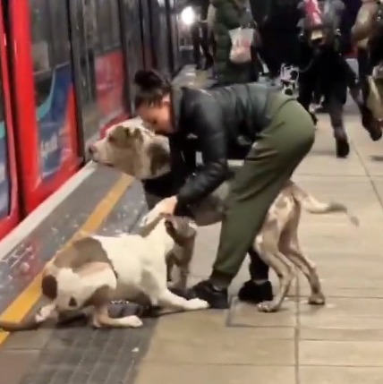 The woman restrains the white and brown dog following the attack