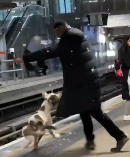 The man was savaged by an XL Bully-type hell hound at Stratford station, East London, on Sunday