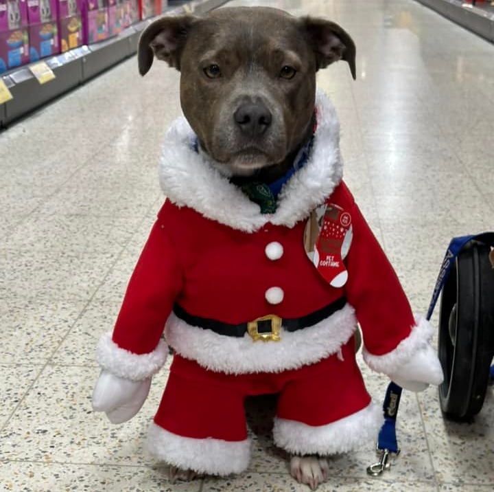 While this pooch looks highly unimpressed by the costume