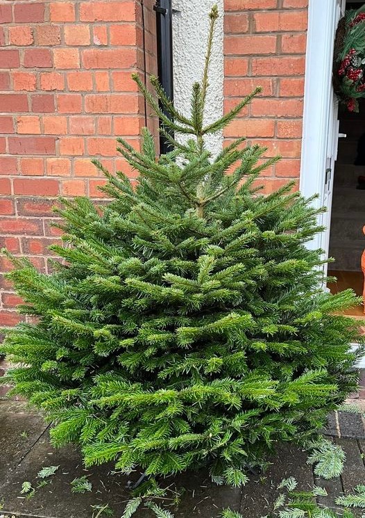 Shoppers are going wild for absolute bargain real Christmas trees