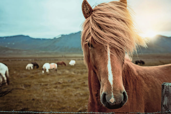 2AM1A0D Icelandic horse in the field of scenic nature landscape of Iceland. The Icelandic horse is a breed of horse locally developed in Iceland as Icelandic