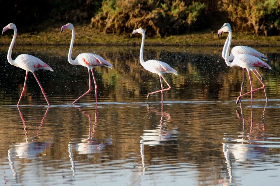 Holidaymakers can spot flamingos on the ferry crossing