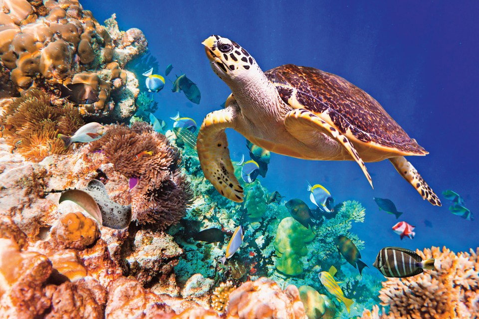 A Hawksbill Turtle floats under water by a coral reef