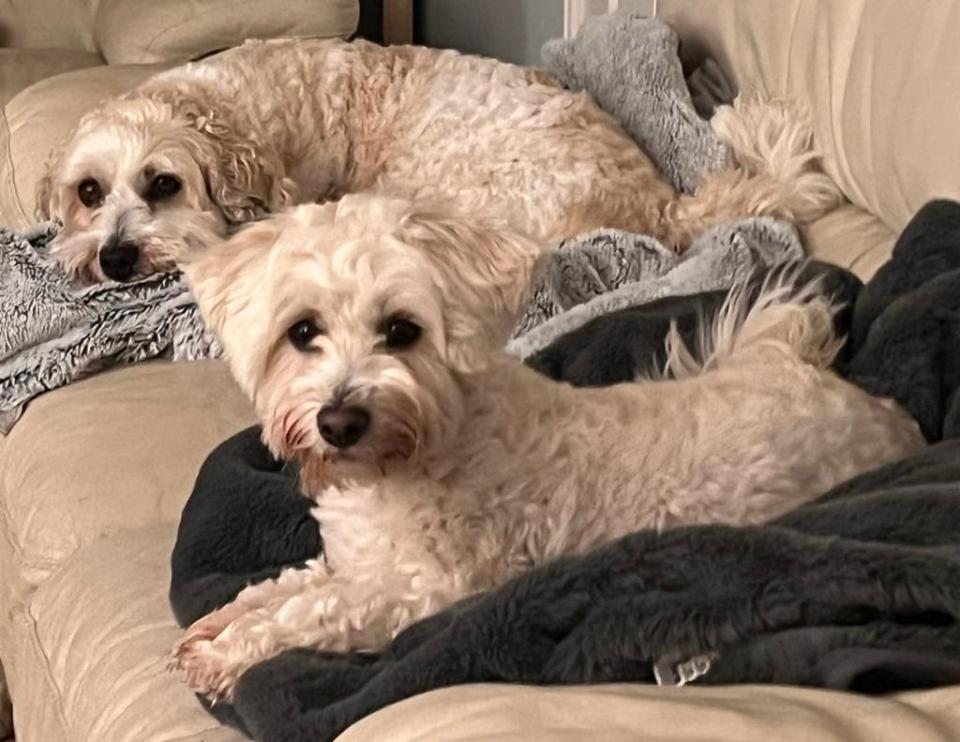 Buddy (behind) is back home with sister Trixie after recovering from pancreatitis