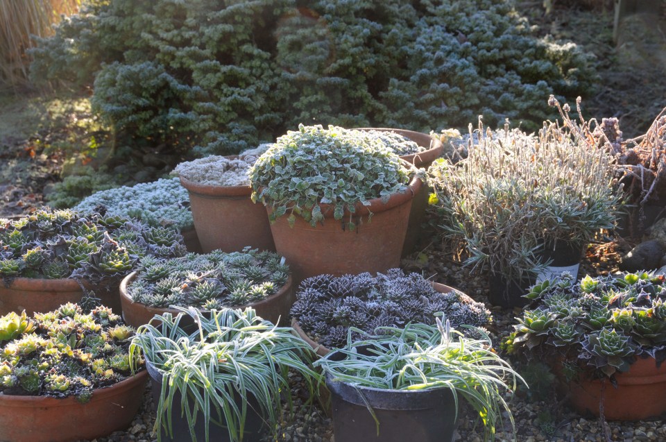 Move your pots into a sheltered corner all together to keep them protected