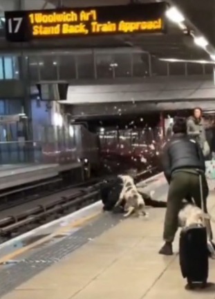 A woman - holding another dog back - screams manically as the beast rips apart the mans coat sending feathers into the air