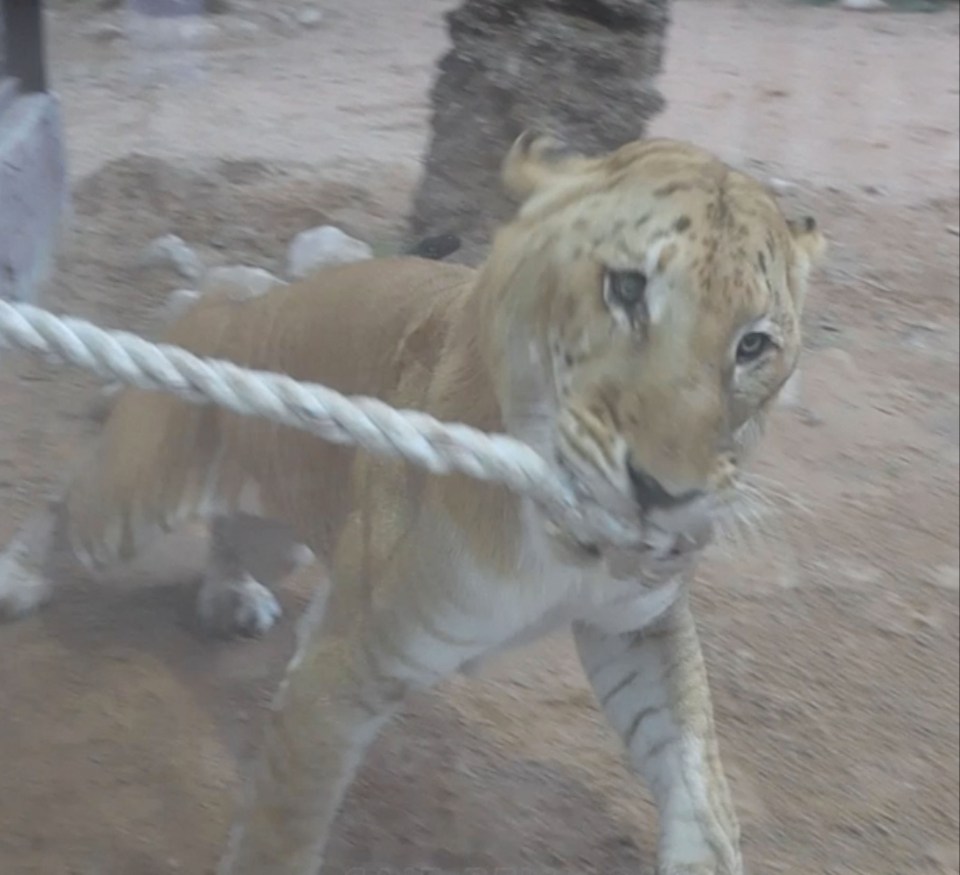 They were no match for the mighty liger, a lion-tiger hybrid