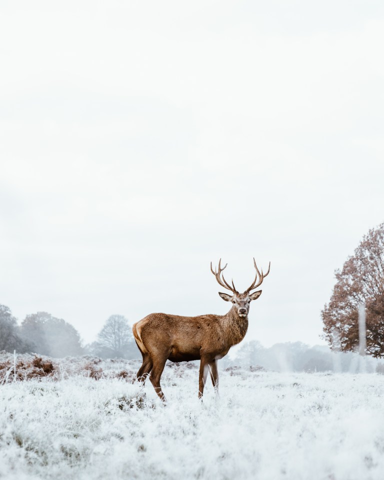 Richmond residents might feel delight at seeing the noble deer in the park, but they’re really the happiest Brits from their top salaries