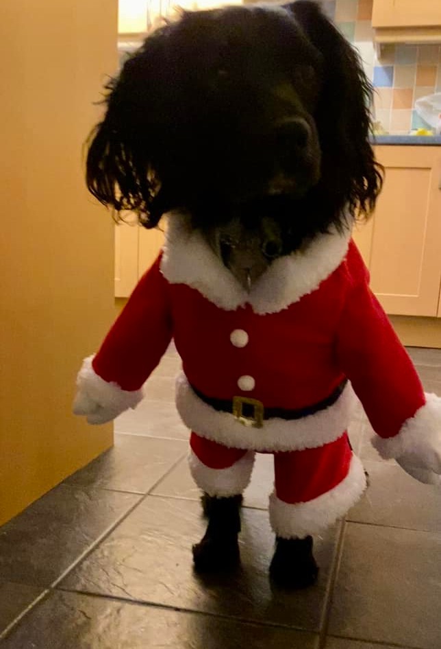 Denise "couldn't move for laughing" when she saw her spaniel in the costume