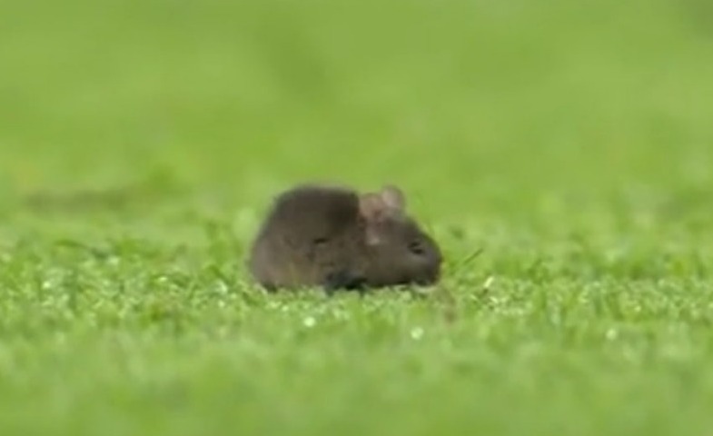 A mouse invades the Etihad pitch