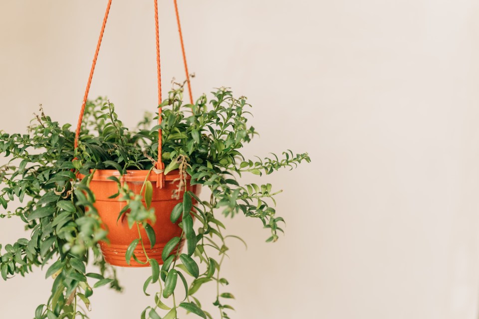 a potted plant is hanging from a string