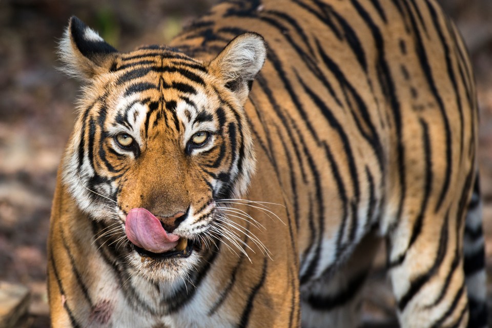 Disneynature’s Tiger is hitting screens soon