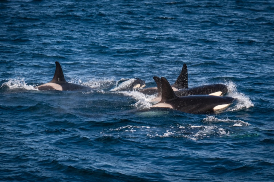 Whales, including orcas and humpbacks, are often seen in the nearby waters