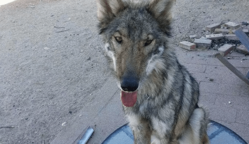 Neo longed to be with his own pack and would constantly escape to mix with other dogs