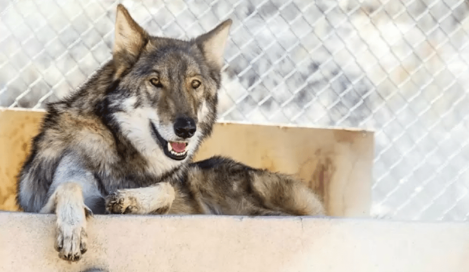 Neo found a happy ending and is part of his own pack at a sanctuary in Arizona