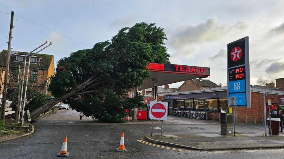 A toppled tree in Derby Thursday morning