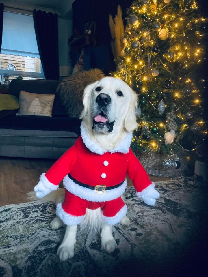 Dog owners have been flocking to Home Bargains to nab this hilarious Santa costume for their pets